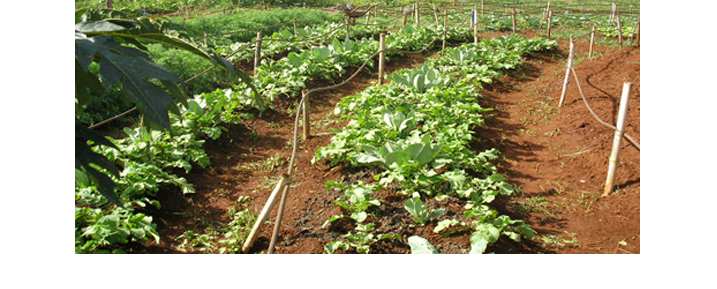 Plantando com o Sol 2